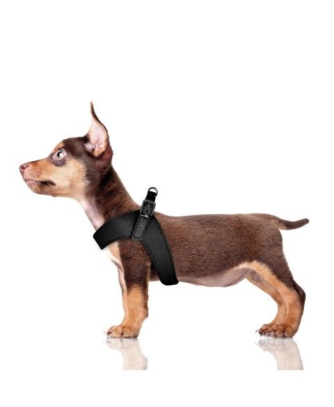 Dandy Harness - Zwart