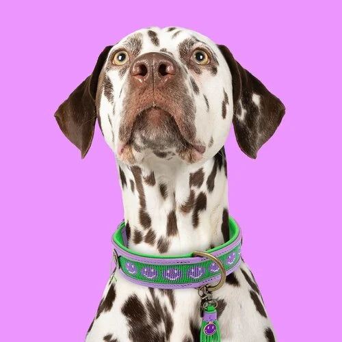 Smiley halsband